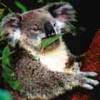 Picture of Koala
