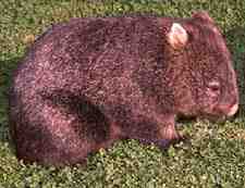 Picture of wombat
